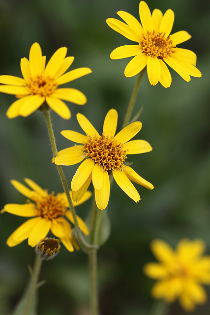 Arnica mollis