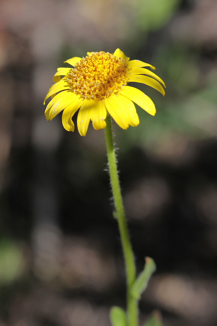 Arnica mollis