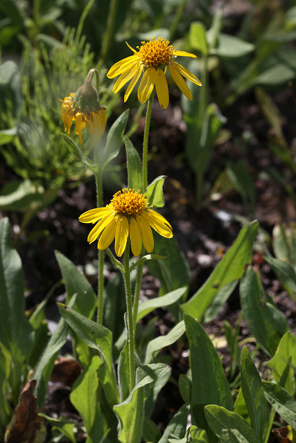 Arnica mollis