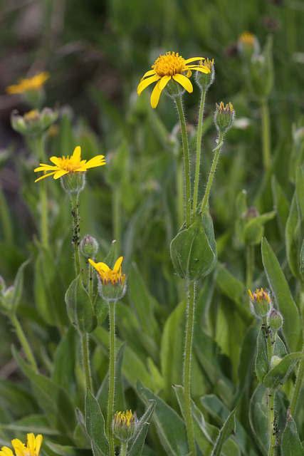 Arnica mollis