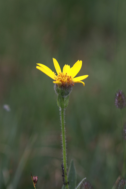 Arnica mollis