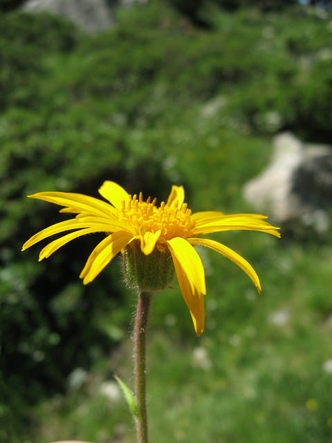 Arnica des montagnes