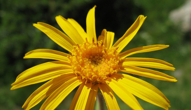 Arnica des montagnes