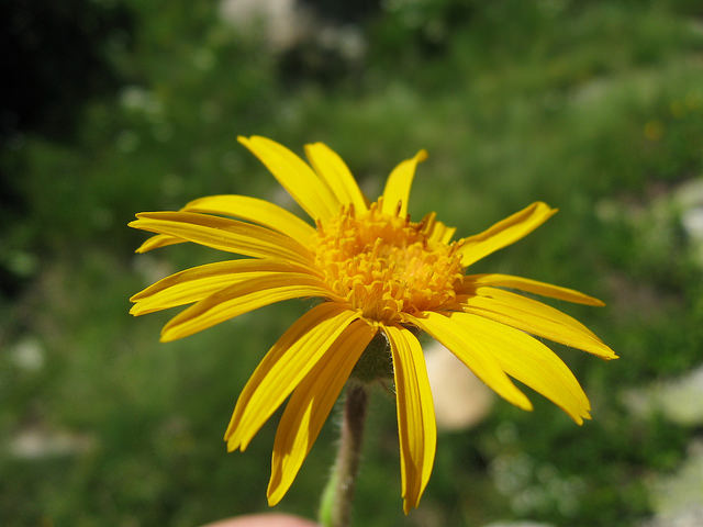 Arnica des montagnes