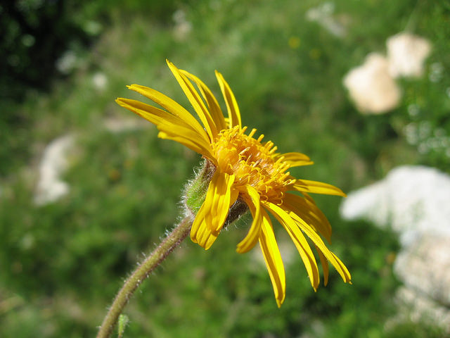 Arnica des montagnes