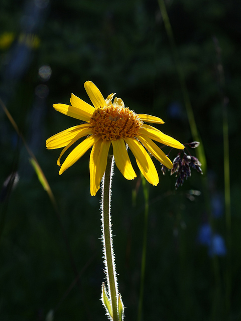 Arnica des montagnes