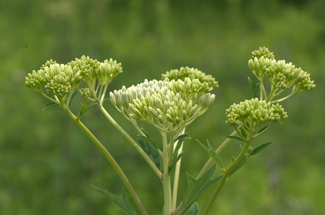 Arnoglossum atriplicifolium (Arnoglossum atriplicifolium)
