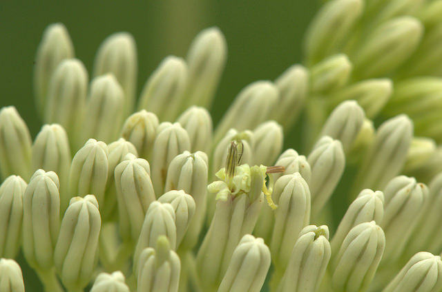 Arnoglossum atriplicifolium