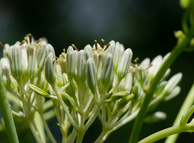 Arnoglossum atriplicifolium