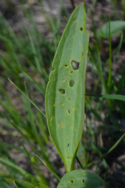 Arnoglossum atriplicifolium