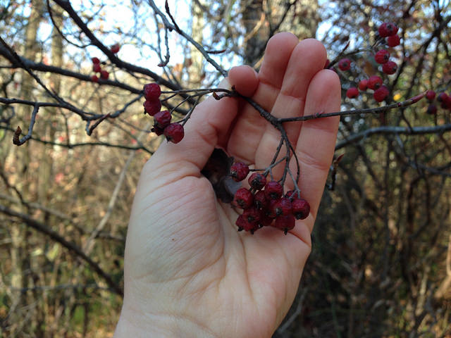Aronia arbutifolia