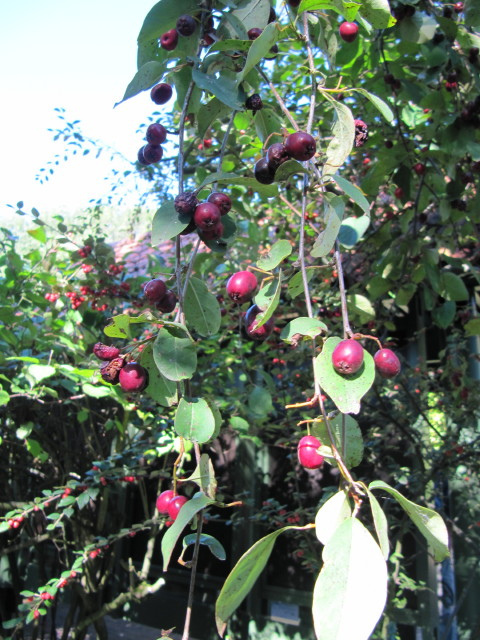 Aronia arbutifolia