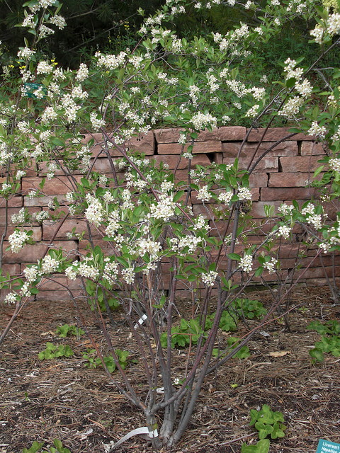Aronia arbutifolia