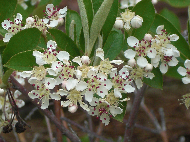 Aronia arbutifolia