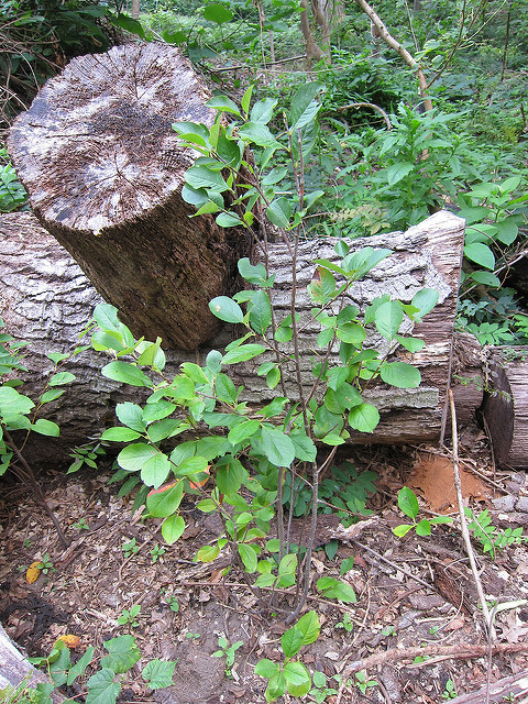 Aronia arbutifolia