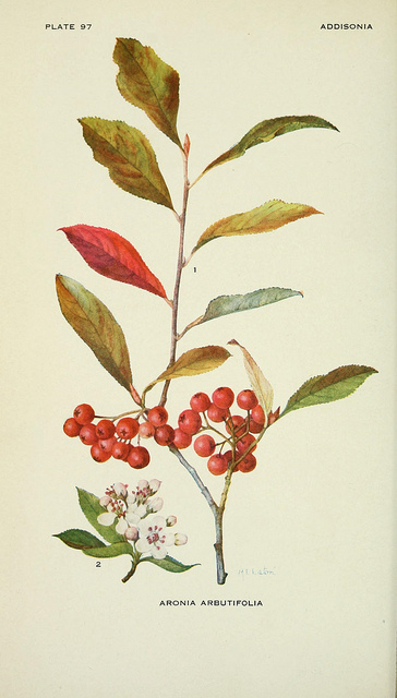 Aronia arbutifolia