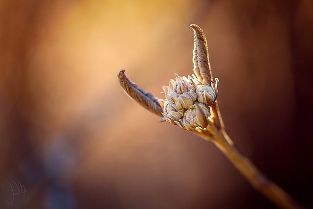 Aronia noir (Aronia melanocarpa)