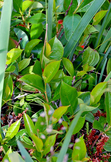 Aronia noir