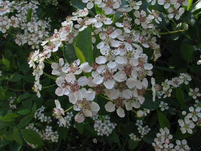 Aronia noir