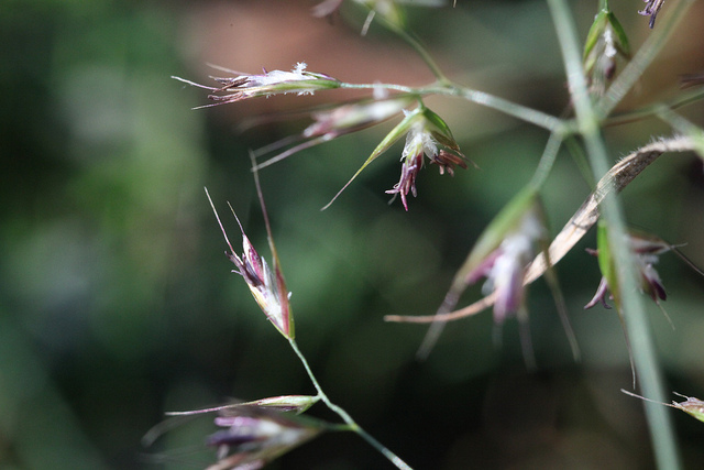 Fenasse (Arrhenatherum elatius)