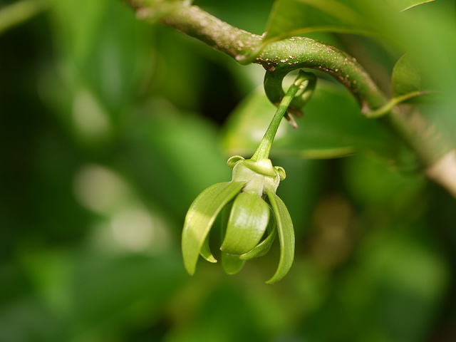 Artabotrys hexapetalus