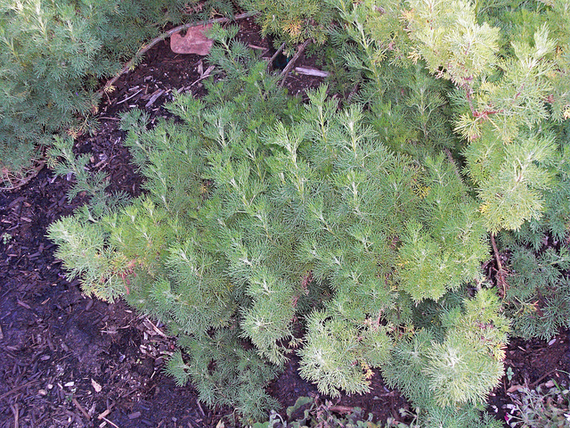 Aurone (Artemisia abrotanum)