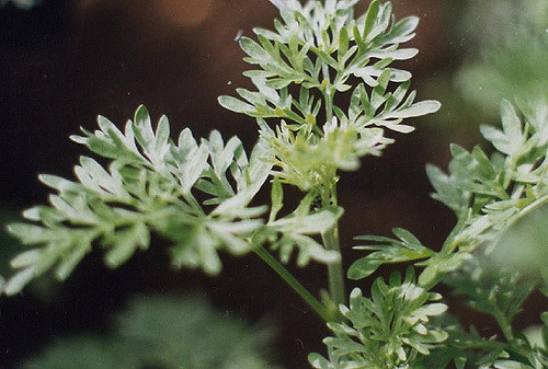 Absinthe (Artemisia absinthium)