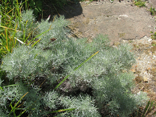 Armoise blanche (Artemisia alba)