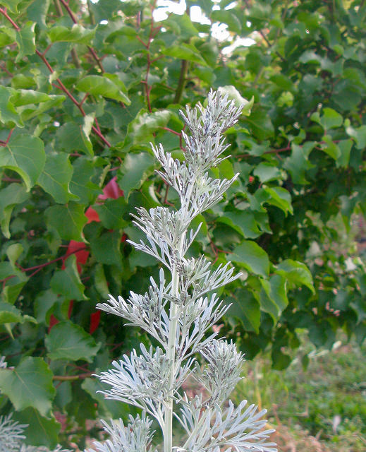 Armoise arborescente
