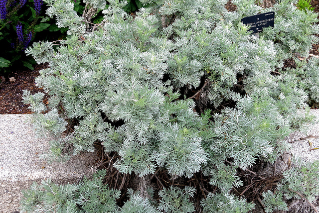 Armoise arborescente