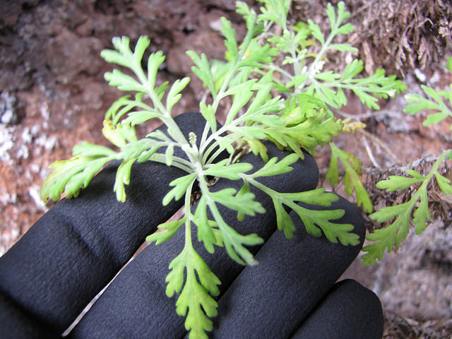 Artemisia australis