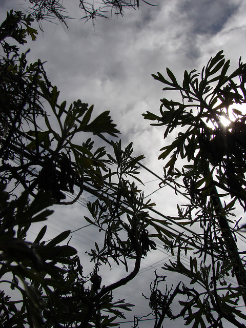 Artemisia australis
