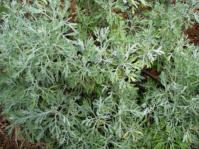 Artemisia australis