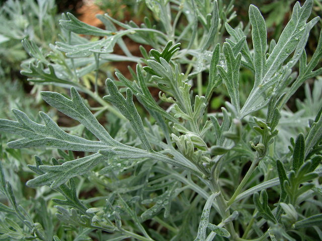 Artemisia australis