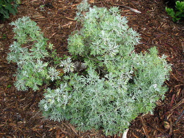 Artemisia australis