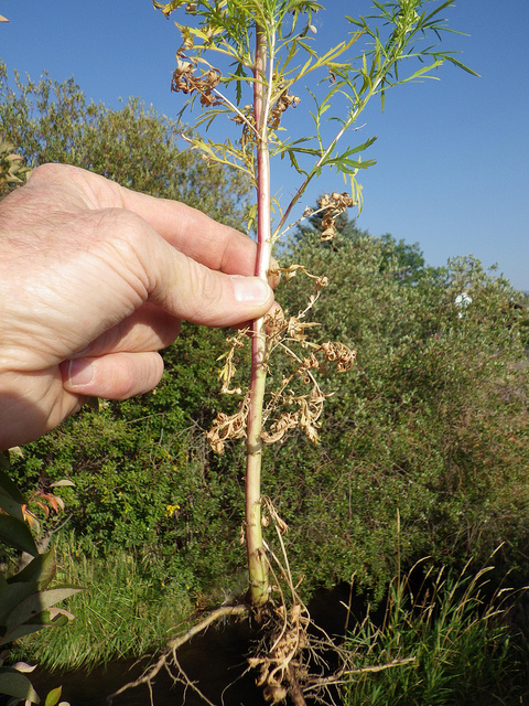 Armoise bisannuelle (Artemisia biennis)