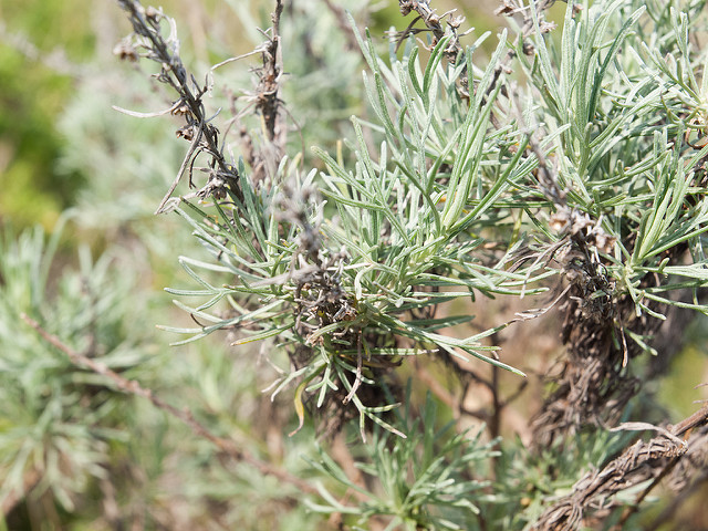 Artemisia californica