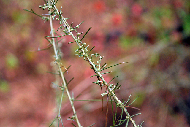 Artemisia californica