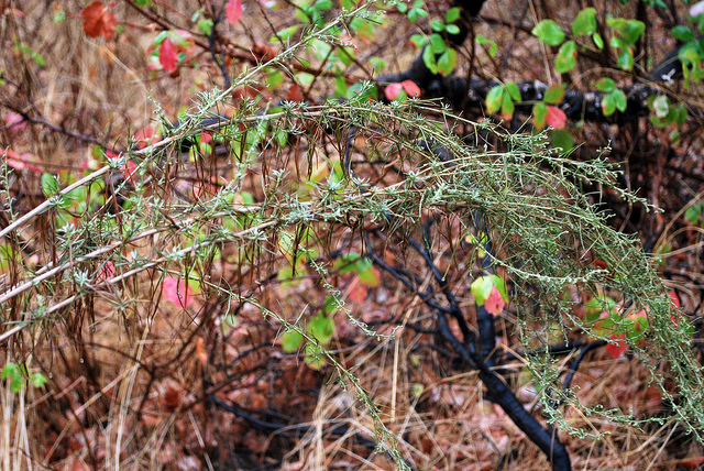 Artemisia californica