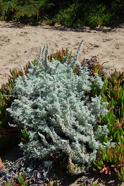Artemisia californica