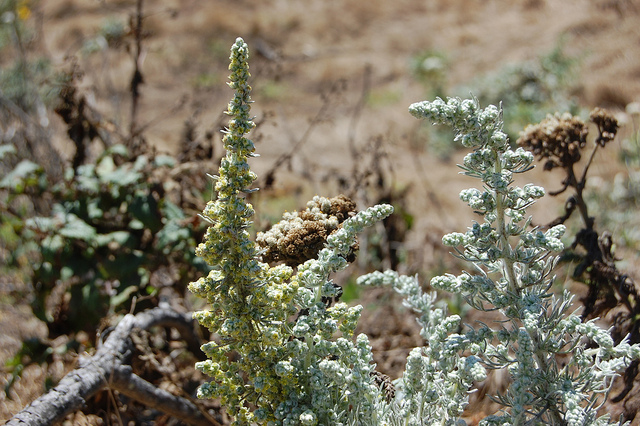 Artemisia californica