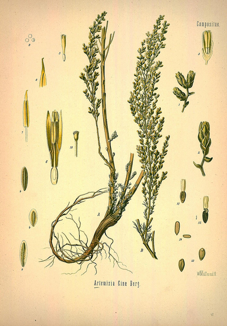 Semen contra (Artemisia cina)