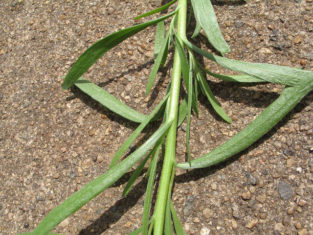 Artemisia dracunculoides (Artemisia dracunculoides)