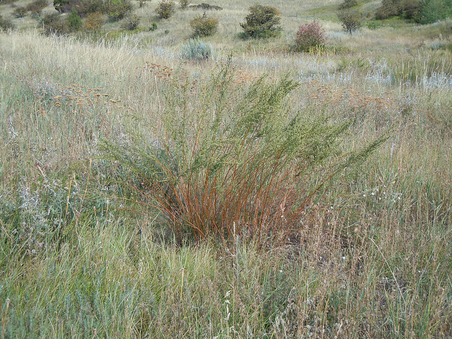 Estragon