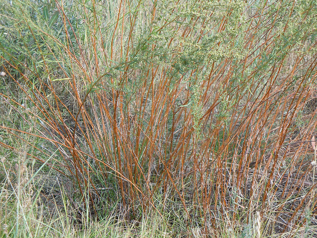 Estragon