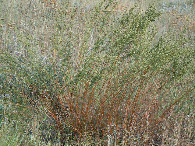 Estragon
