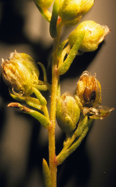 Estragon