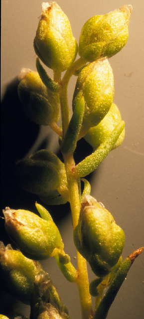Estragon