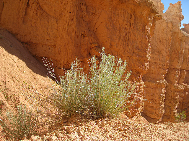 Artemisia filifolia
