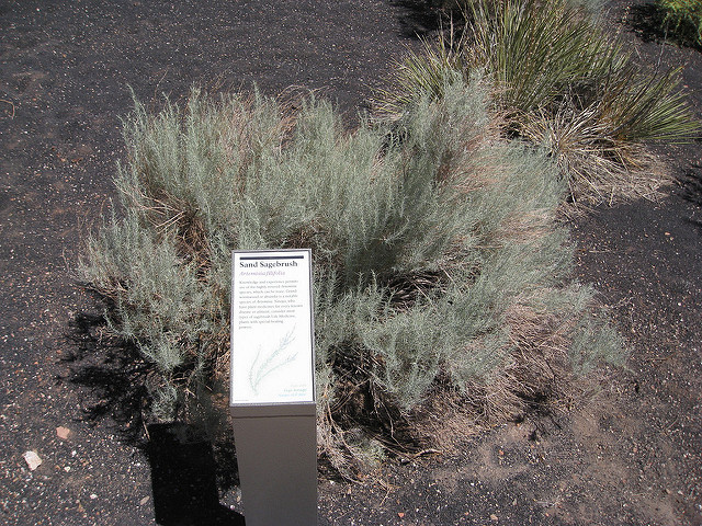 Artemisia filifolia